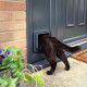 Дверцята для кішок SURE PETCARE 22x23 cм